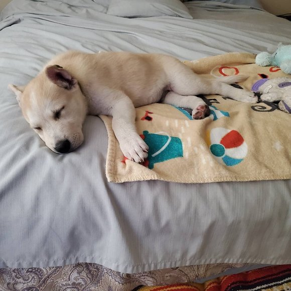 Meet your Posher, Dominica - Picture 1 of 1